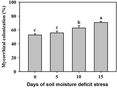 Arbuscular Mycorrhizal Fungi Regulate Polyamine Homeostasis in Roots of Trifoliate Orange for Improved Adaptation to Soil Moisture Deficit Stress